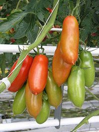 20101216-san-marzano-tomatoes.jpg